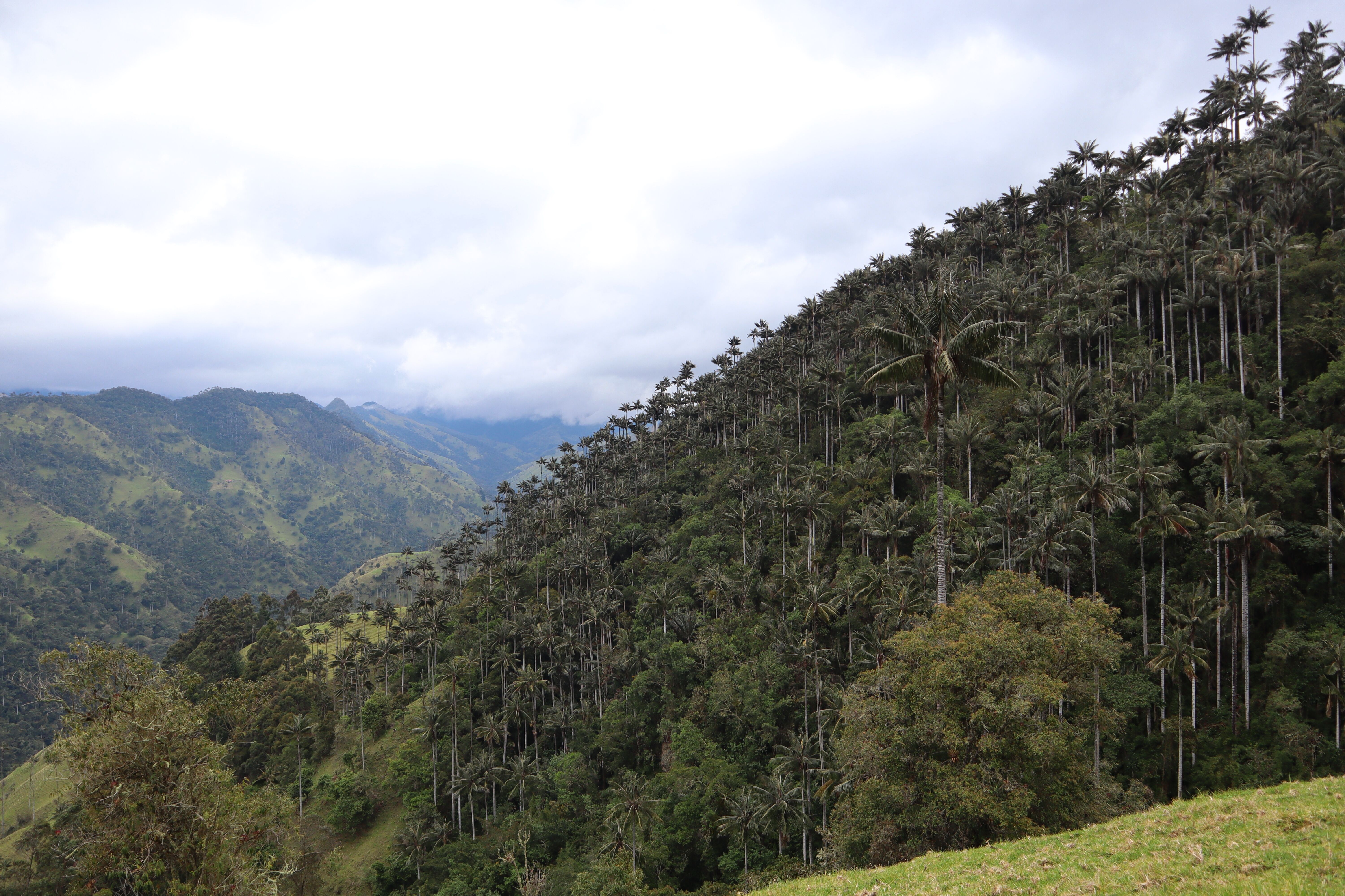 Bosque Palma de Cera Toche, Tolima