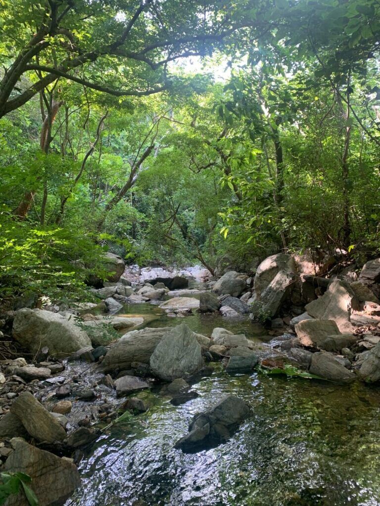 Deep in Tayrona National Park