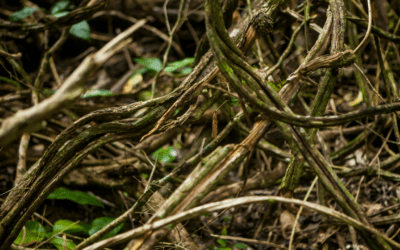 My First Ayahuasca Experience in Colombia